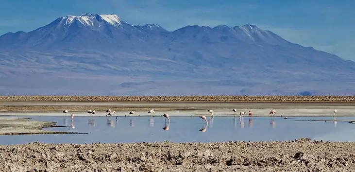 Imagem paisagem de lago com cisnes